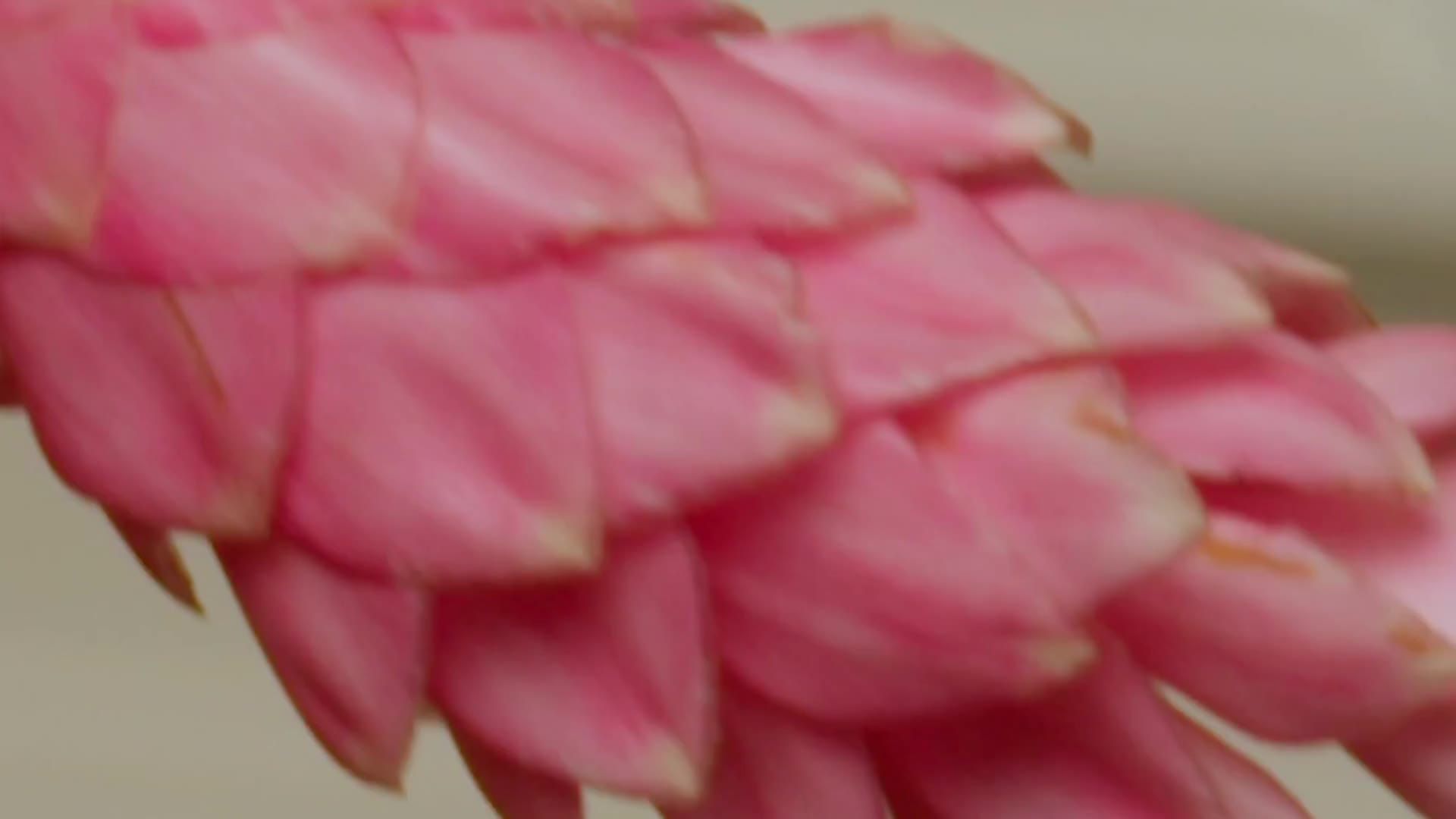 Still from the film for FOGS: a woman with curly hair holding a flower stem